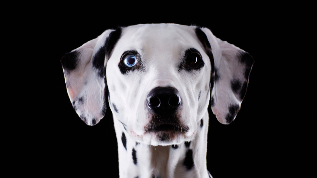 Dalmatian close up one blue eye