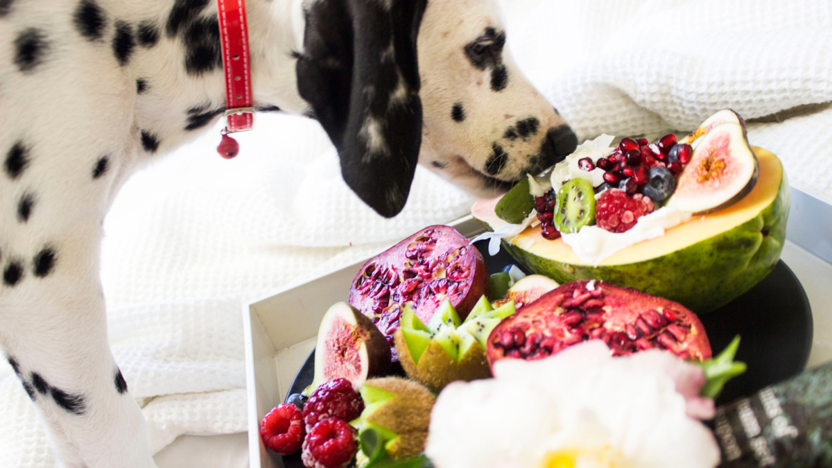 Dalmatian licking fruit good diet ensures a longer lifespan