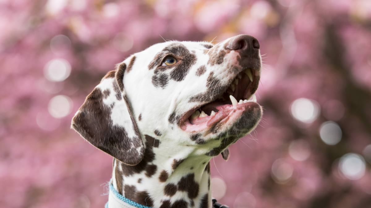 Liver spotted Dalmatian with cherry trees in background