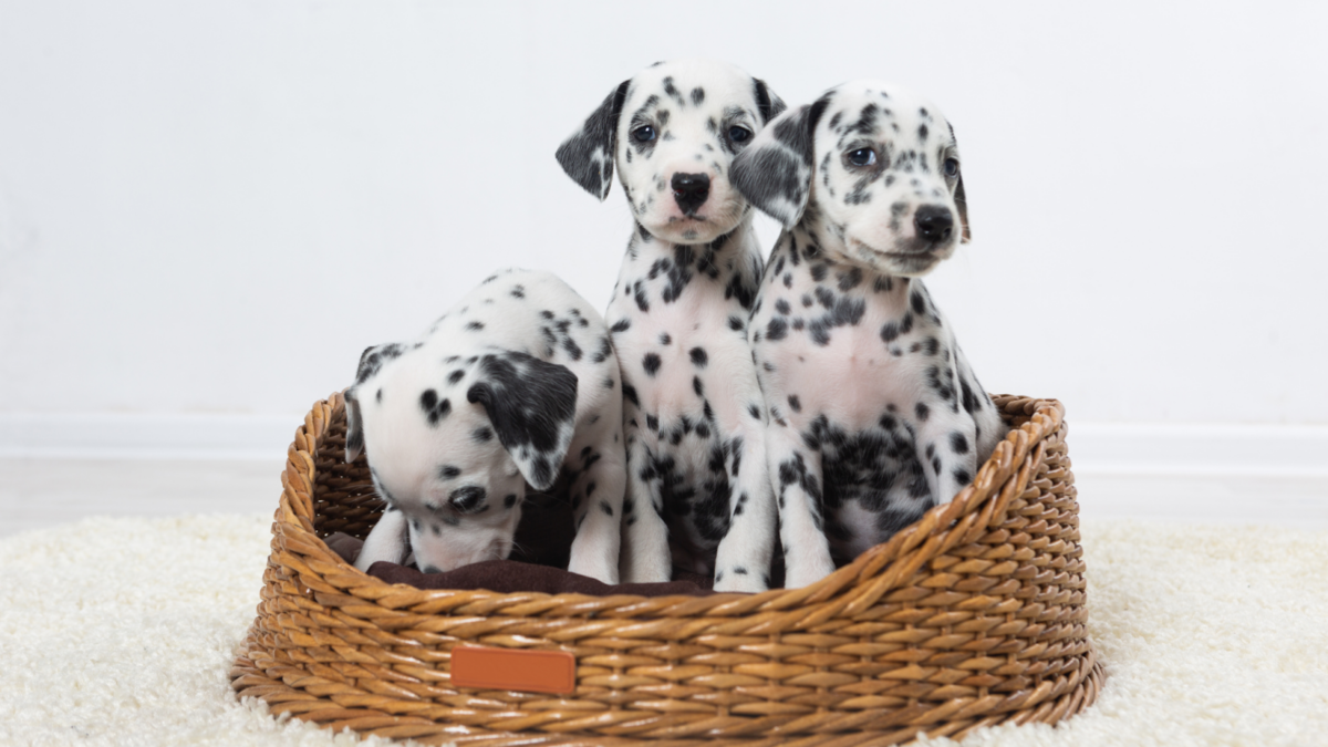 Three Dalmatian puppies in a basket