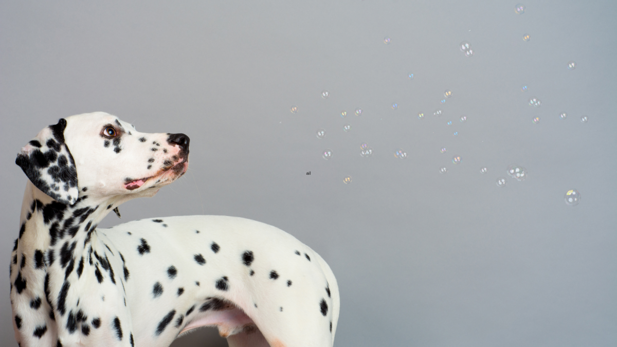 Dalmatian dog standing looking over flying bubbles above the shoulder in gray background