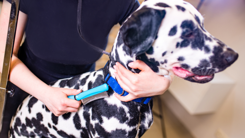 Owner preparing a Dalmatian for grooming with brush