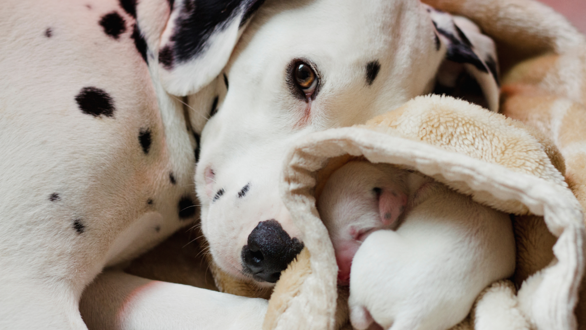 Dalmatian mother dog with white newborn puppy
