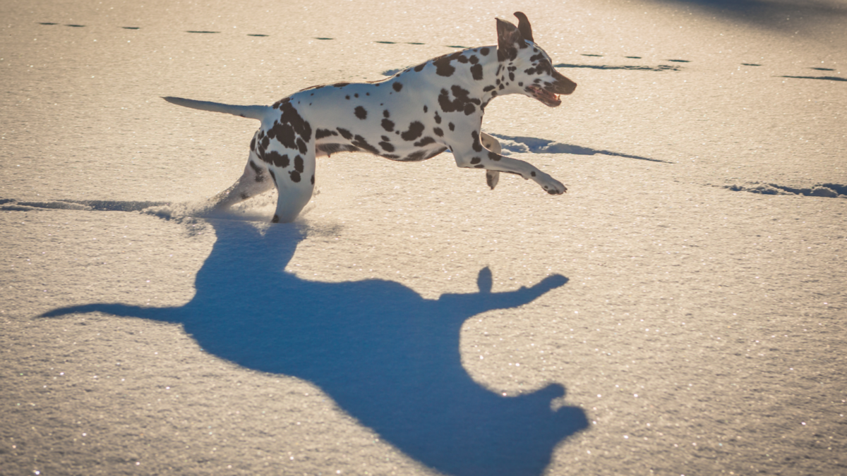 Dalmatian dog running on snow