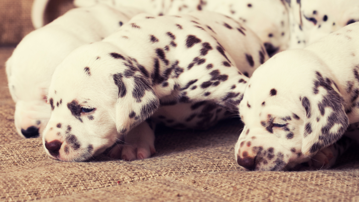 twelve-day-old Dalmatian puppies getting spots
