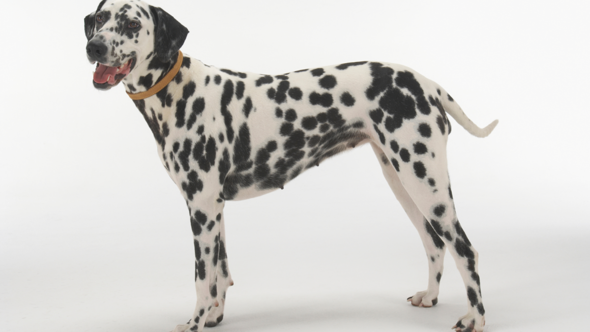 Spotted Dalmatian standing white background