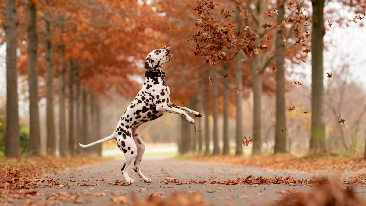 Dalmatian dog jumping in air at autumn leaves