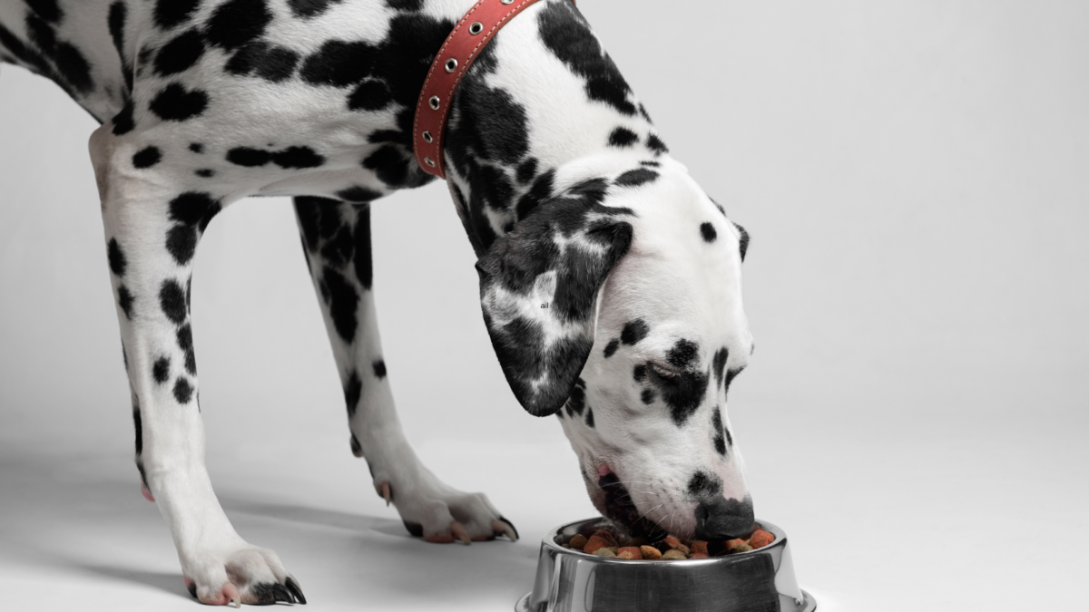 Dalmatian eating special diet to prevent bladder stones