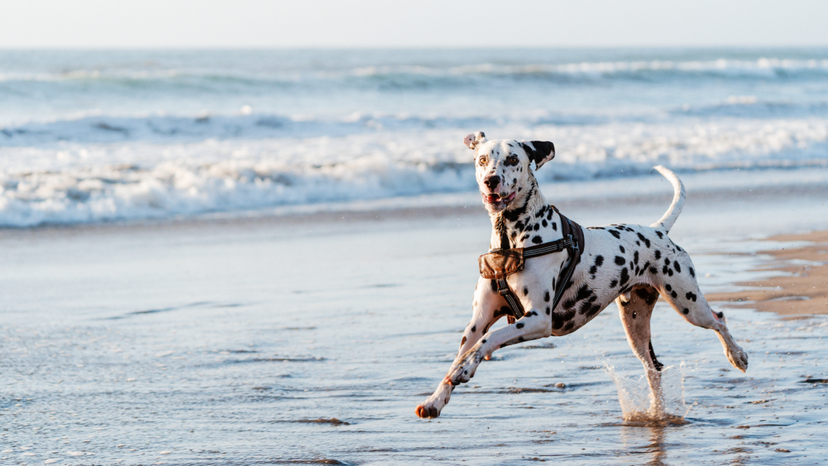 A Dalmatian running on the Beach