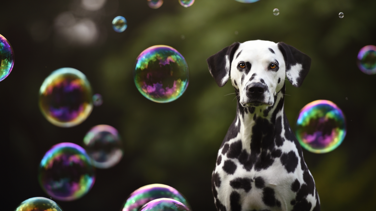 Dalmatian portrait with bubbles in front of them