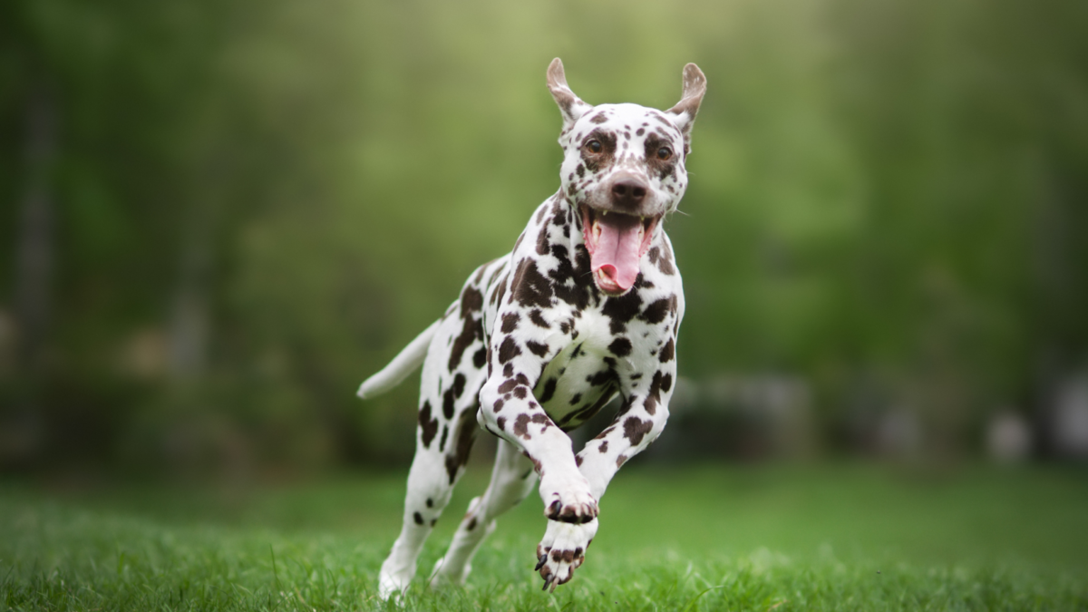 Dalmatian running how much exercise do they need