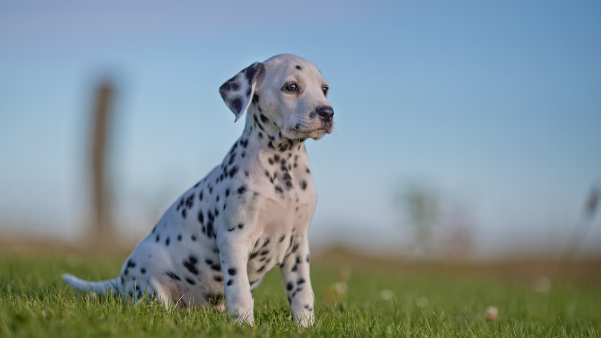 Dalmatian puppy sitting with spots developing
