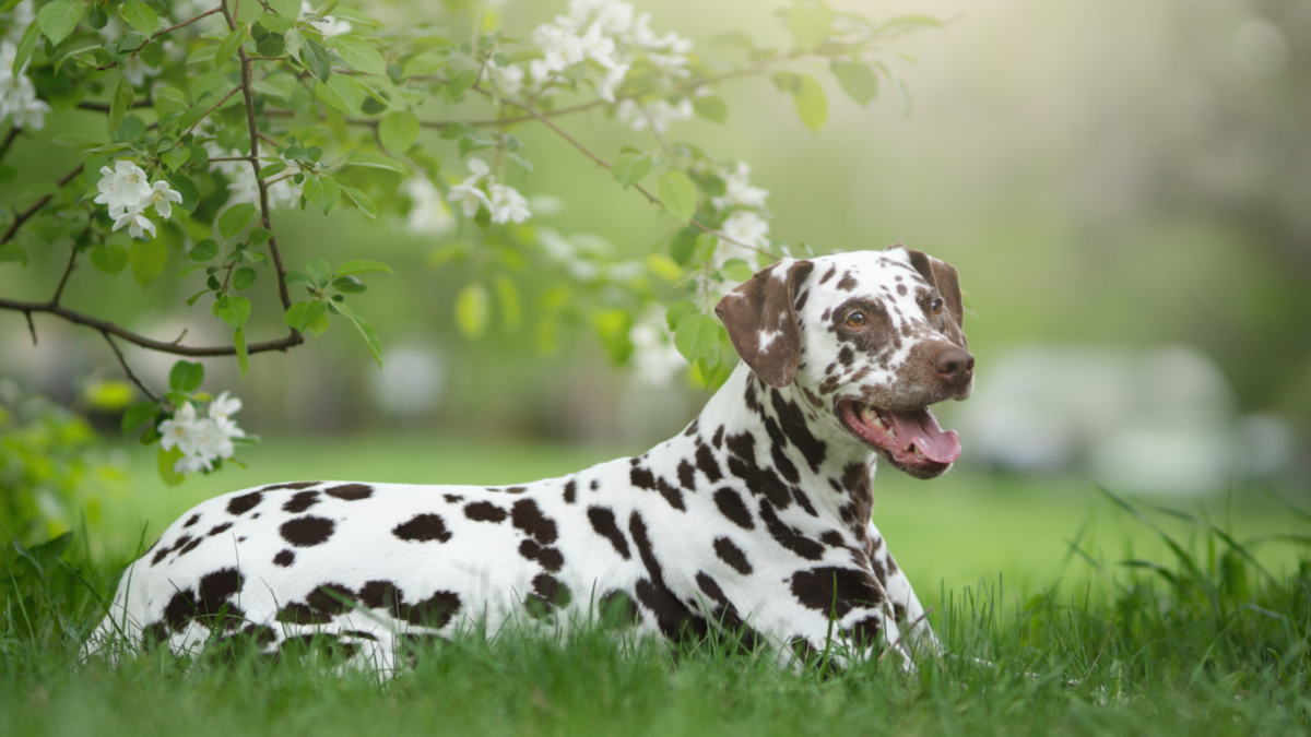Liver spotted Dalmatian