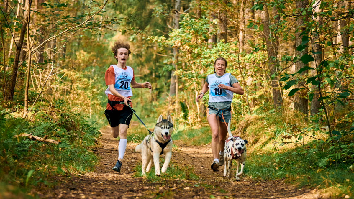 Runners doing canicross with their Dalmatian