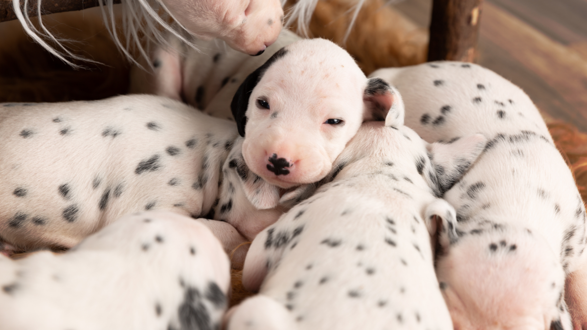 ten-day-old Dalmatian puppies getting spots