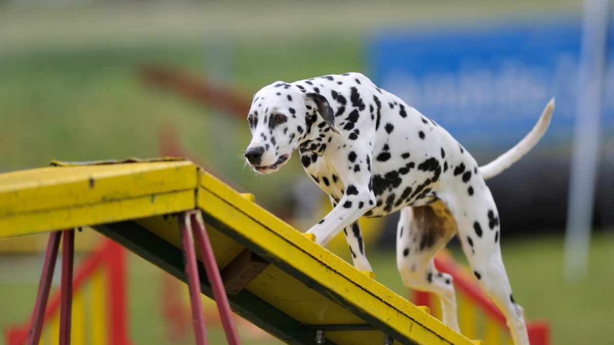 trained Dalmatian doing agility