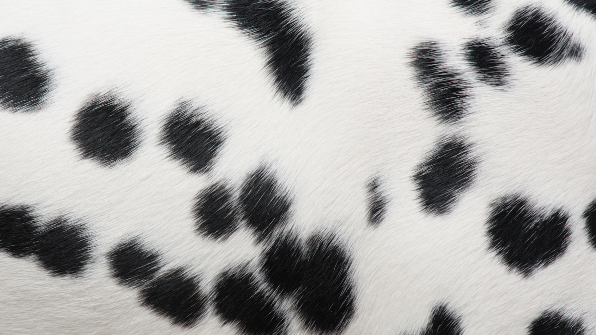 close up of the spots on a Dalmatian's fur and skin
