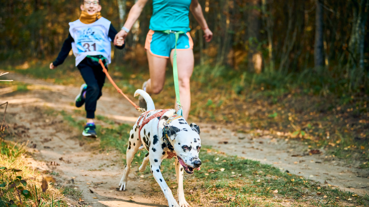 owners jogging with Dalmatians