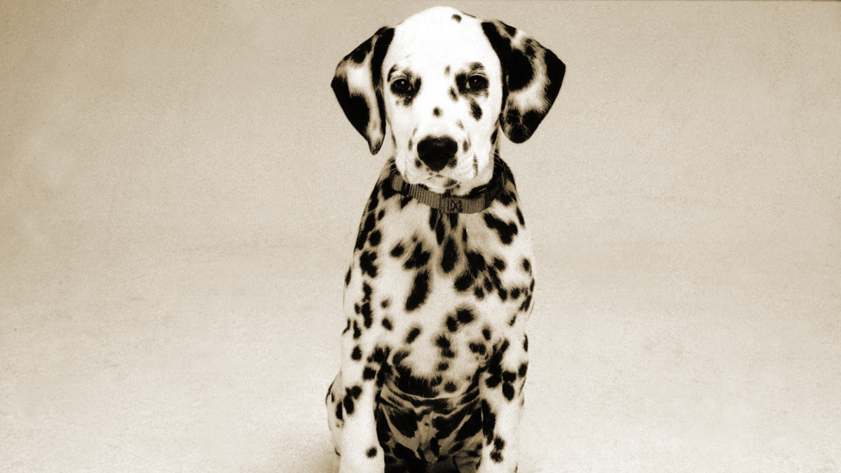 four month old Dalmatian puppy with all spots